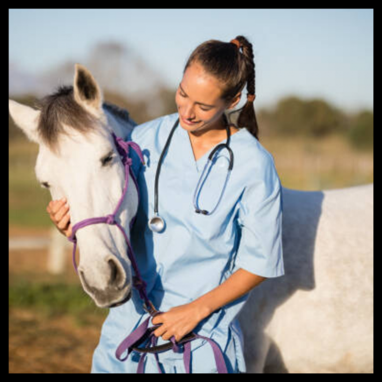 Equine Emergency First Aid Pet Emergency Academy